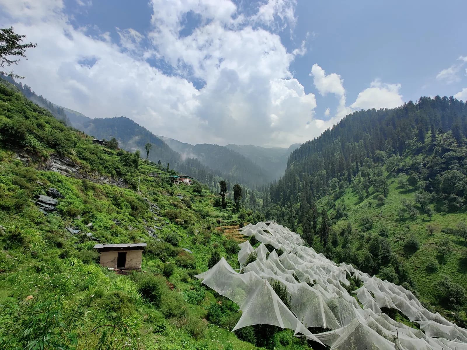Jibhi – Tirthan – Jalori Pass: Mountain Trails & Hidden Tales! — Jibhi, Tirthan & Jalori Pass